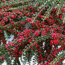 Саджанці кизильника Крихітний (черенкований) - 2-річний