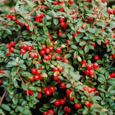 Саджанці кизильника Квін оф Карпетс (черенкований) - 2-річний