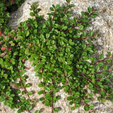 Саджанці кизильника Лежачий (черенкований) - 2-річний