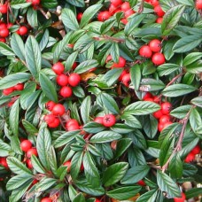 Саджанці кизильника Верболистий (черенкований) - 2-річний