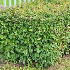 Саджанці кизильника Вертикальний (черенкований) - 2-річний