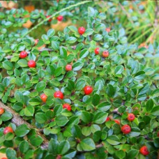 Саджанці кизильника Войлочний (черенкований) - 2-річний