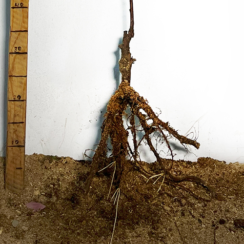 Саджанці декоративного мигдалю Квітучий Рожевий (привитий) - 2-річний