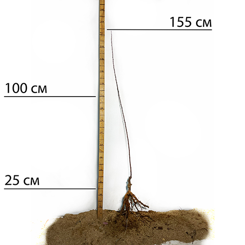 Саджанці декоративного мигдалю Квітучий Рожевий (привитий) - 2-річний