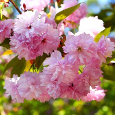 Саджанці декоративного мигдалю Квітучий Рожевий (привитий) - 1-річний