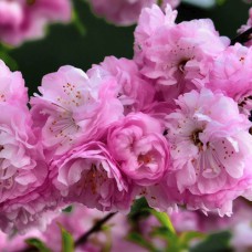 Саджанці мигдалю на штамбі Китайський Махровий (привитий) - 2-річний