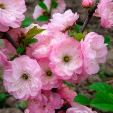 Саджанці мигдалю на штамбі Луізеанія (привитий) - 2-річний