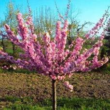 Саджанці мигдалю на штамбі Трилопатевий (привитий) - 2-річний