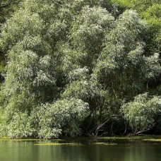Саджанці декоративної верби Біла (черенкований) - 1-річний