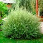 Саженцы декоративной ивы Карликовая (черенкованная) - 1-летний