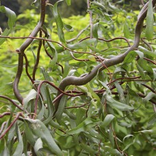 Саджанці декоративної верби Матсудана (черенкований) - 1-річний