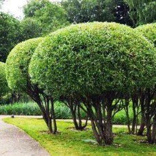 Саджанці декоративної верби Нана (черенкований) - 1-річний