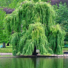 Саджанці декоративної верби Прутовидна (черенкований) - 1-річний