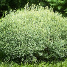 Саджанці декоративної верби Пурпурова Нана (черенкований) - 1-річний