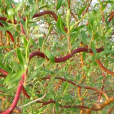 Саджанці декоративної верби Верба Вавілонська (черенкований) - 1-річний