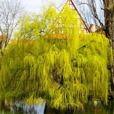 Саджанці декоративної верби Золотиста (черенкований) - 1-річний