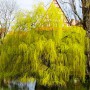 Саженцы декоративной ивы Золотистая (черенкованный) - 1-летний