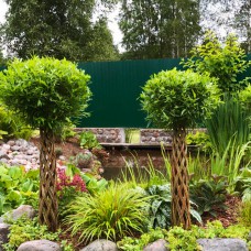 Саджанці декоративної верби Датське коріння (плетена) 100-120 см см (черенкований) - 1-річний