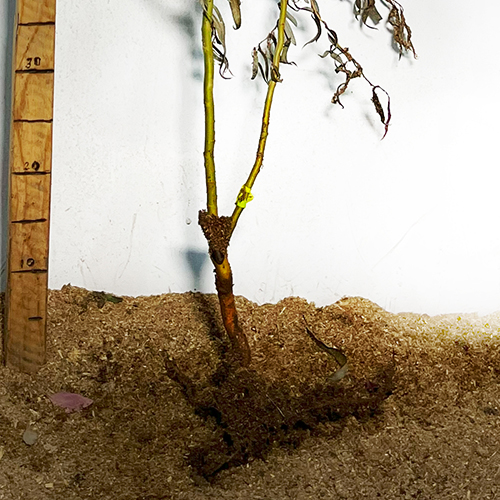 Саджанці верби кучерявої Матсудана Тортуоза (черенкований) - 1-річний