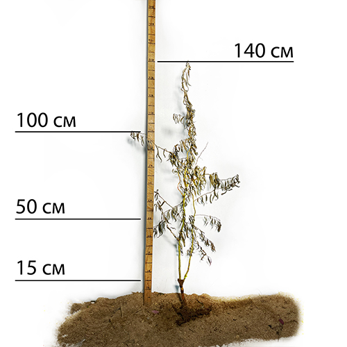 Саджанці верби кучерявої Матсудана Тортуоза (черенкований) - 1-річний