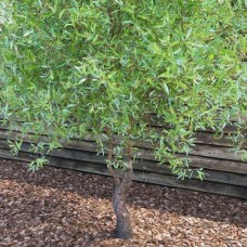 Саджанці верби кучерявої Матсудана Тортуоза (черенкований) - 1-річний