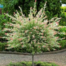 Саджанці верби на штамбі Хакуро-Нішики (привитий) - 2-річний