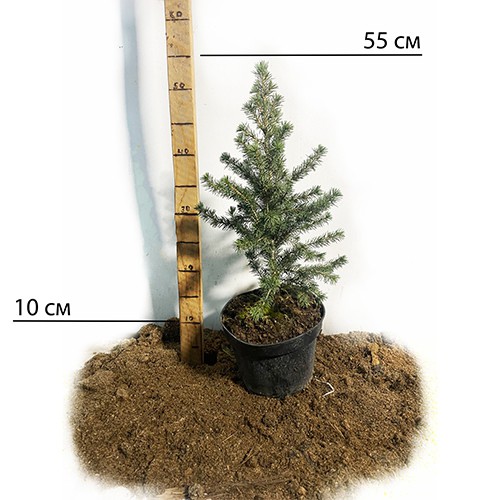 Саджанці коніки Дейзі Вайт