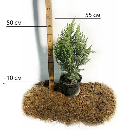 Саджанці коніка Зелена