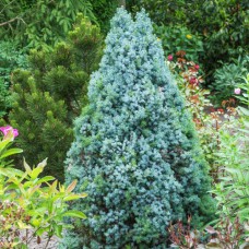 Саджанці коніки Блакитне Диво (черенкований) - 2-річний