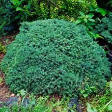 Саджанці коніки Ехініформіс (черенкований) - 2-річний