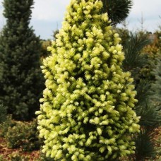 Саджанці коніки Сан Он Зе Скай (черенкований) - 2-річний