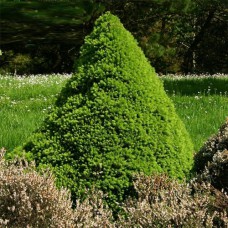 Саджанці коніки Спіді (черенкований) - 2-річний