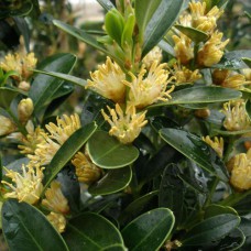 Саджанці самшита Балеарський (черенкований) - 1-річний