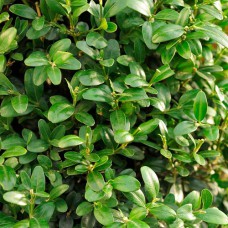 Саджанці самшита Буксус Балеаріка (черенкований) - 1-річний