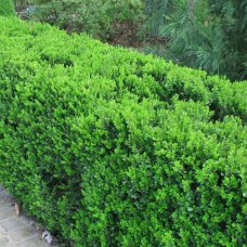 Саджанці самшита (стрижений різної форми) - 1-річний