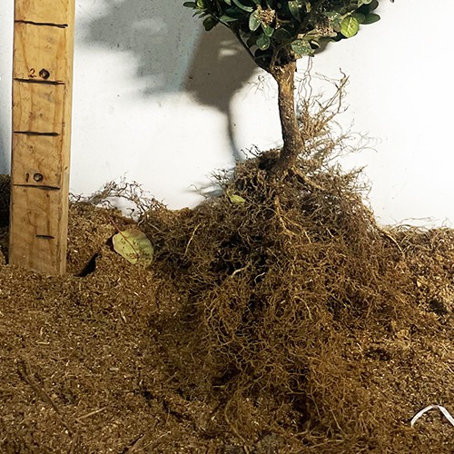 Саджанці самшита Жива Огорожа (черенкований) - 1-річний