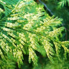 Саджанці складчастої туї Зебрина