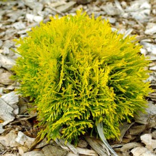 Саджанці туї Амбер Глоу