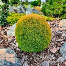 Саджанці туї Анієк