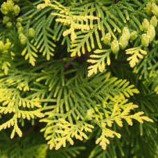 Саджанці туї Ауреоспіката