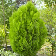 Саджанці туї Біота