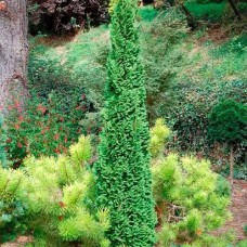 Саджанці туї Бробекс Тауер