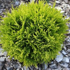 Саджанці туї Давид