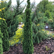 Саджанці туї Шпиль Деґрута