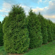 Саджанці туї Думоза