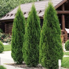 Саджанці туї Ефірний Смарагд