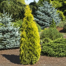 Саджанці туї Еллоу Ріббон