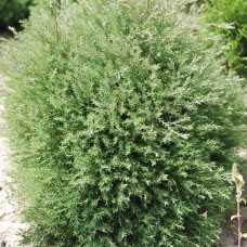 Саджанці туї Ерікоідес