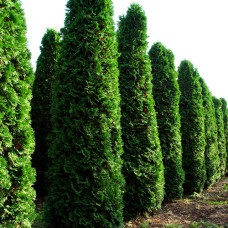 Саджанці туї Фастігіата