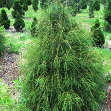 Саджанці туї Філіформіс